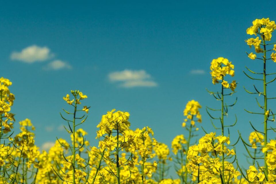 canola oil rzepak