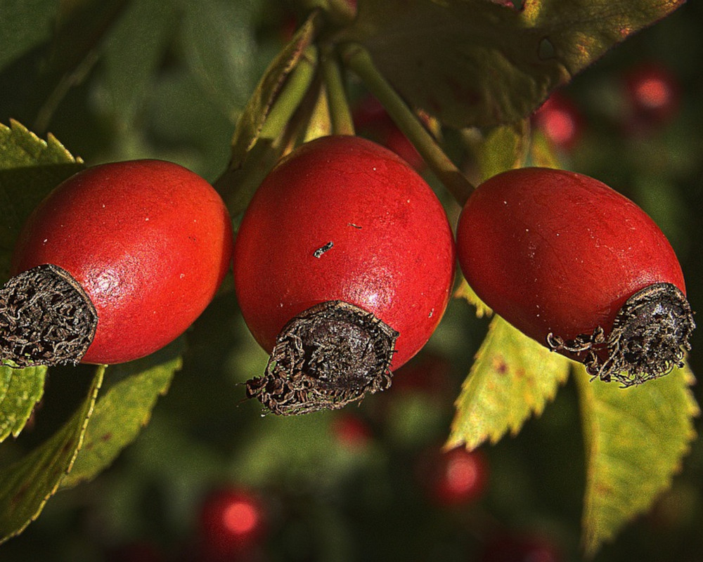 rosa canina