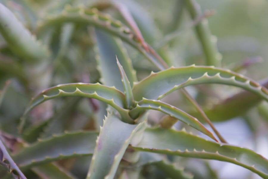 aloes na włosy - odkrycie włosomaniaczek